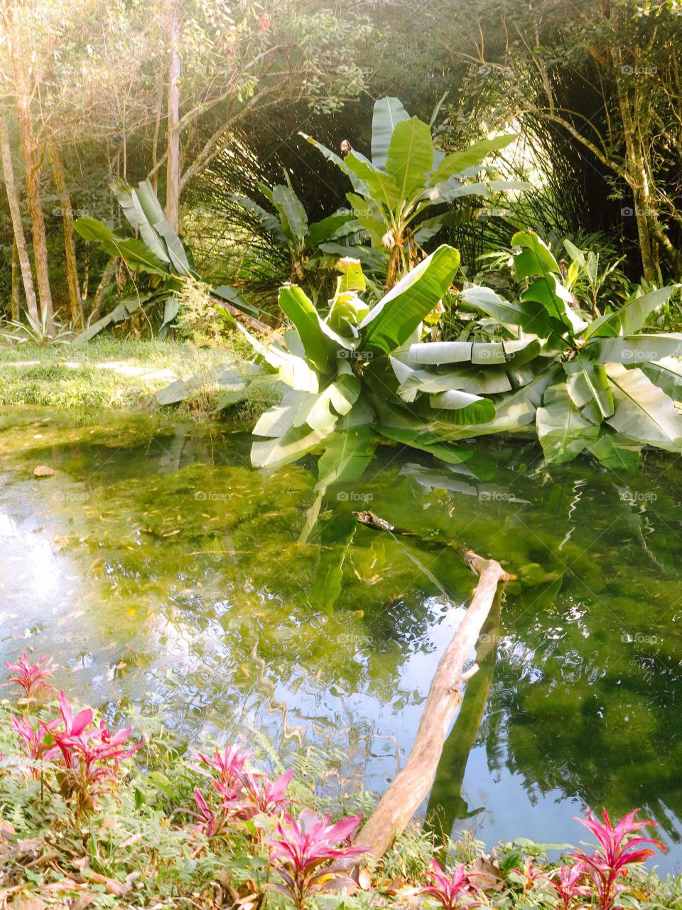 Fallen Banana Trees at a Small Lake, at an atlantic forest fragment, in São Francisco Xavier, Brazil.