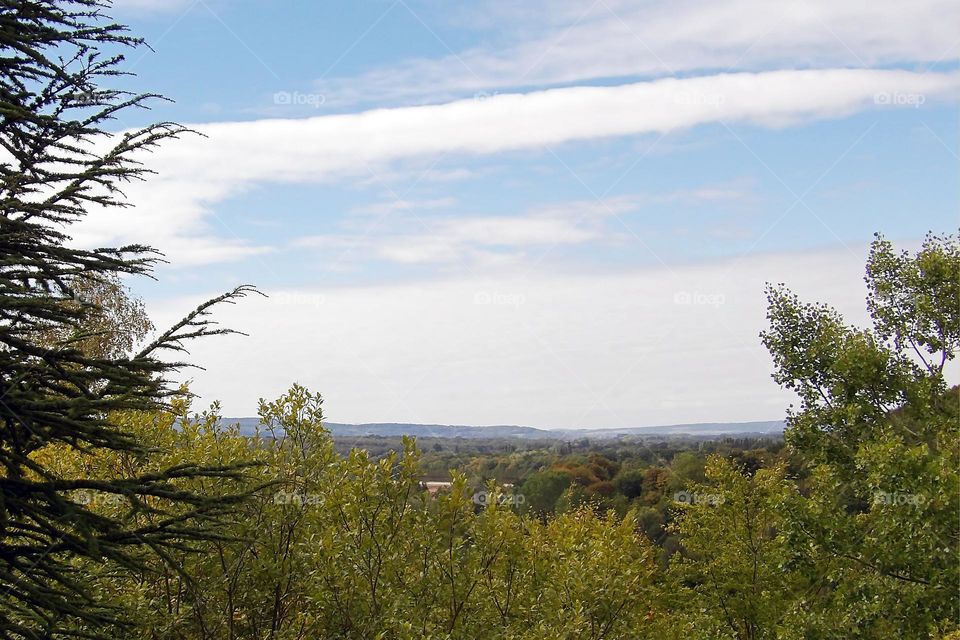 Wide angle on dense forest horizon