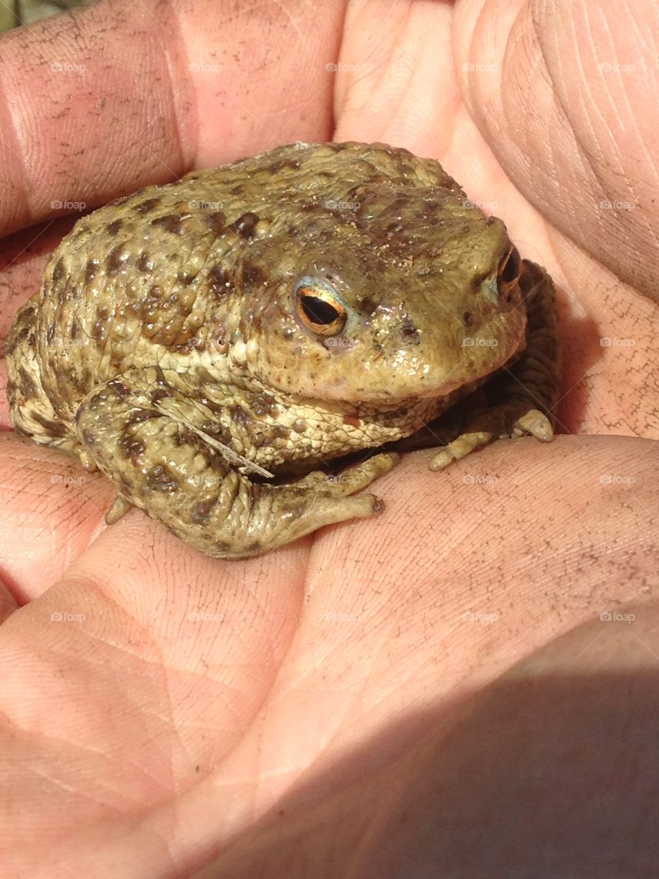 Toad 