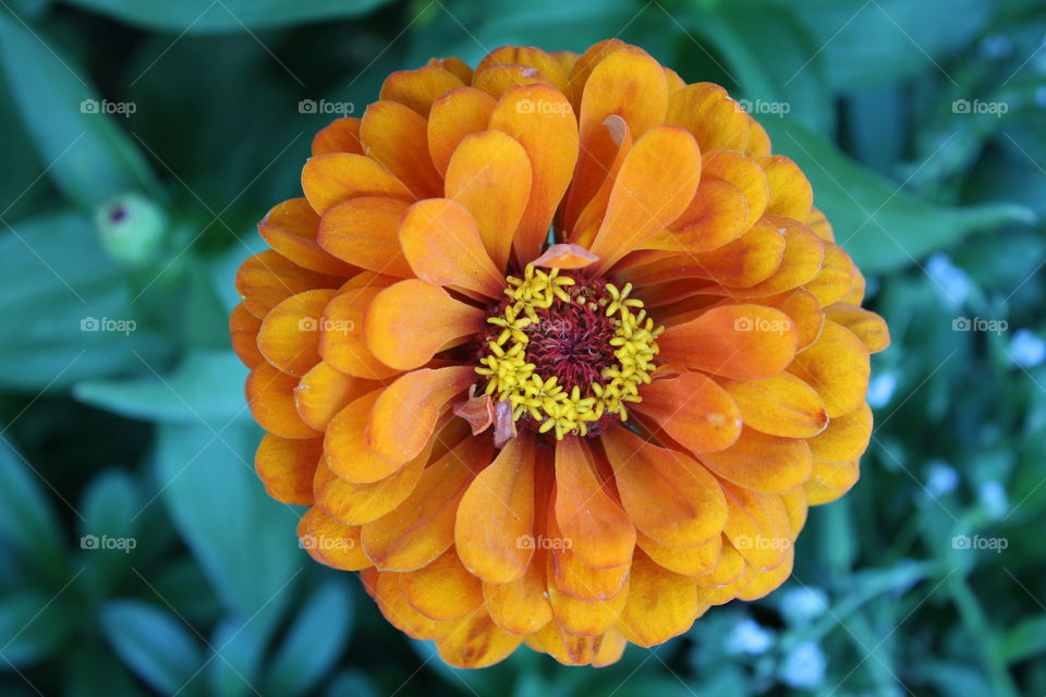 West Sac community Garden