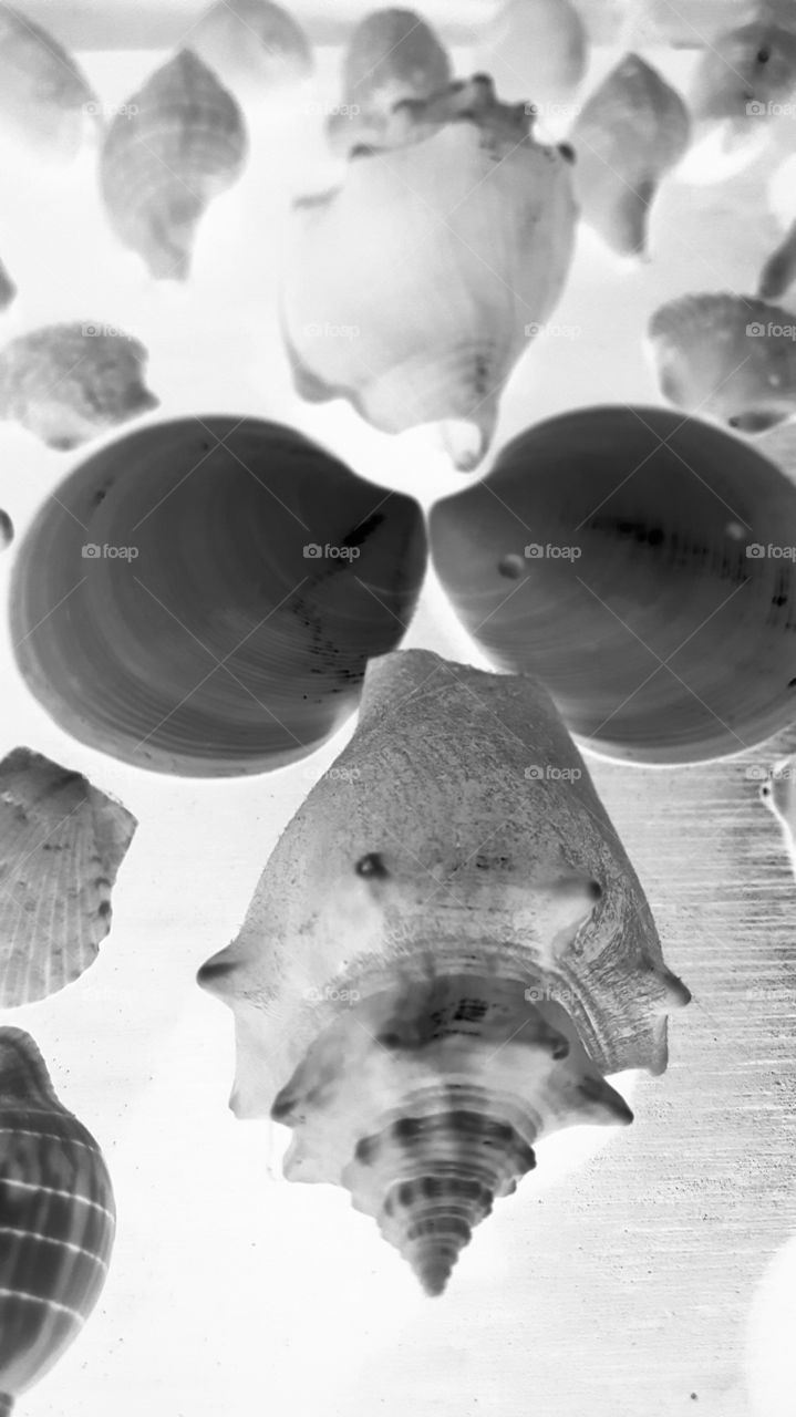 sea shells negative grayscale