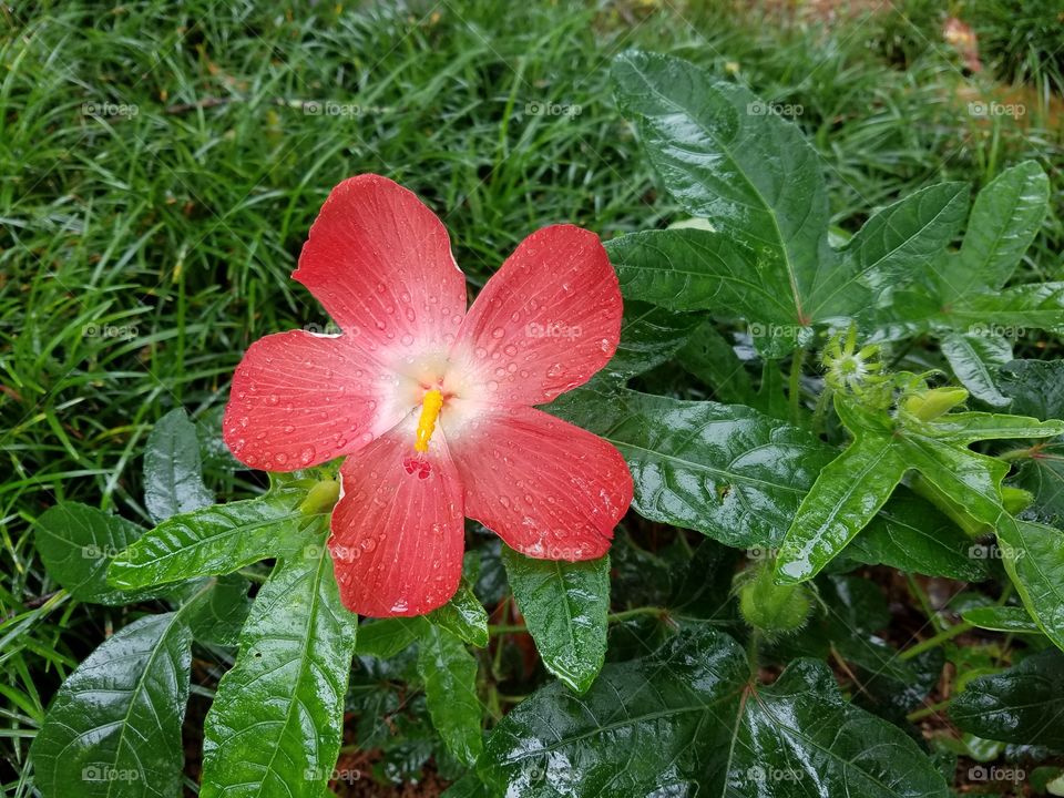 Exotic flowers