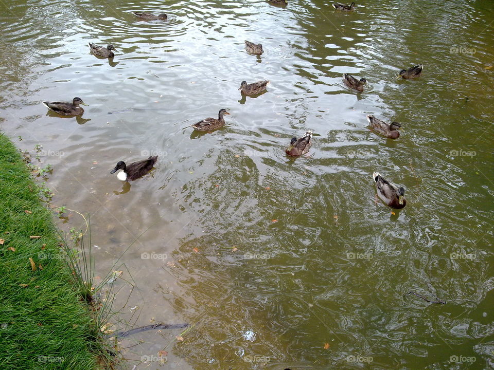 ducks