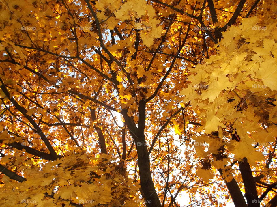 Beautiful Fall Tree