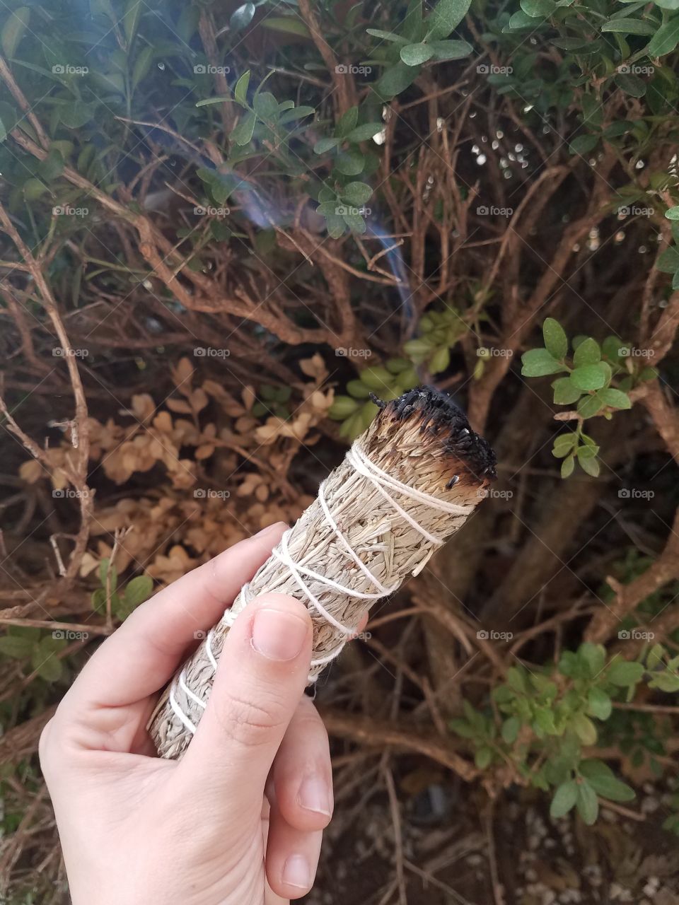 Sage Bundle. Sage stick burning.