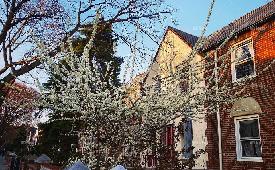 Cherry tree blossom in Queens, NY