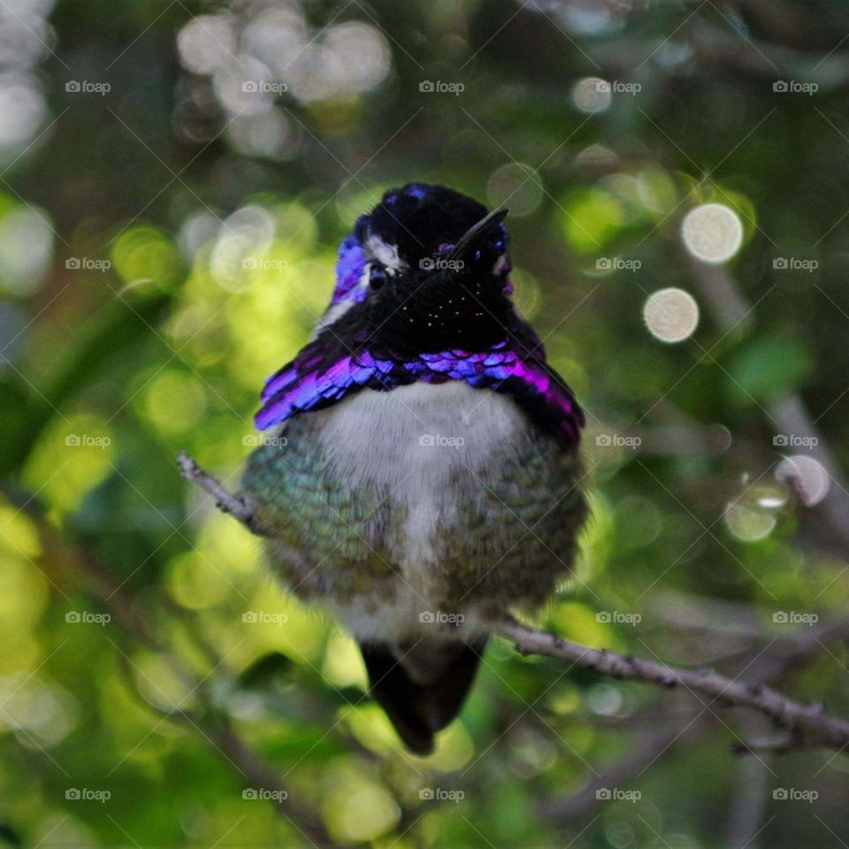 handsome hummingbird guarding  his territory
