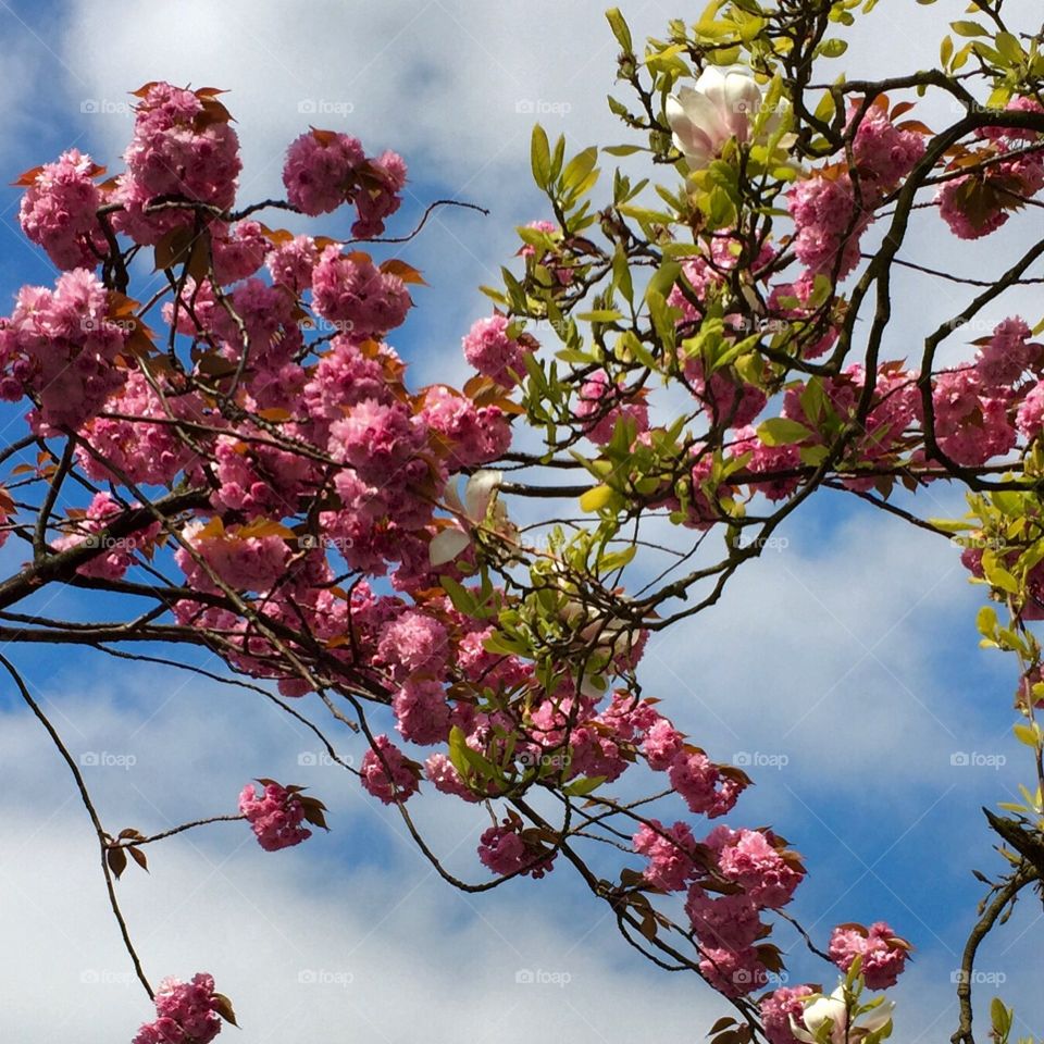 Flowers on the three 