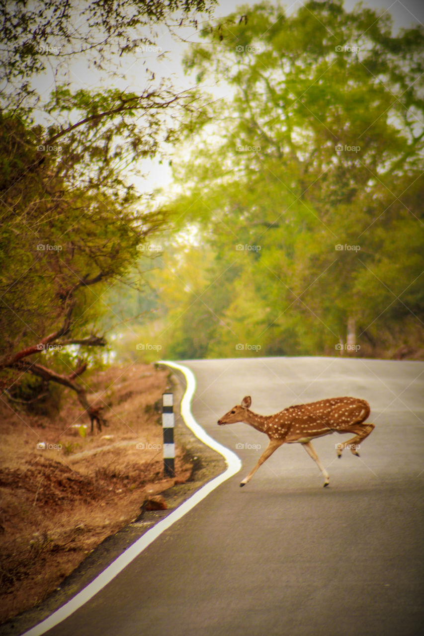 Indian spotted Deer