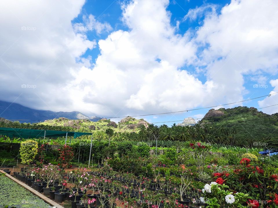 Nursery Garden with cloudy sky background