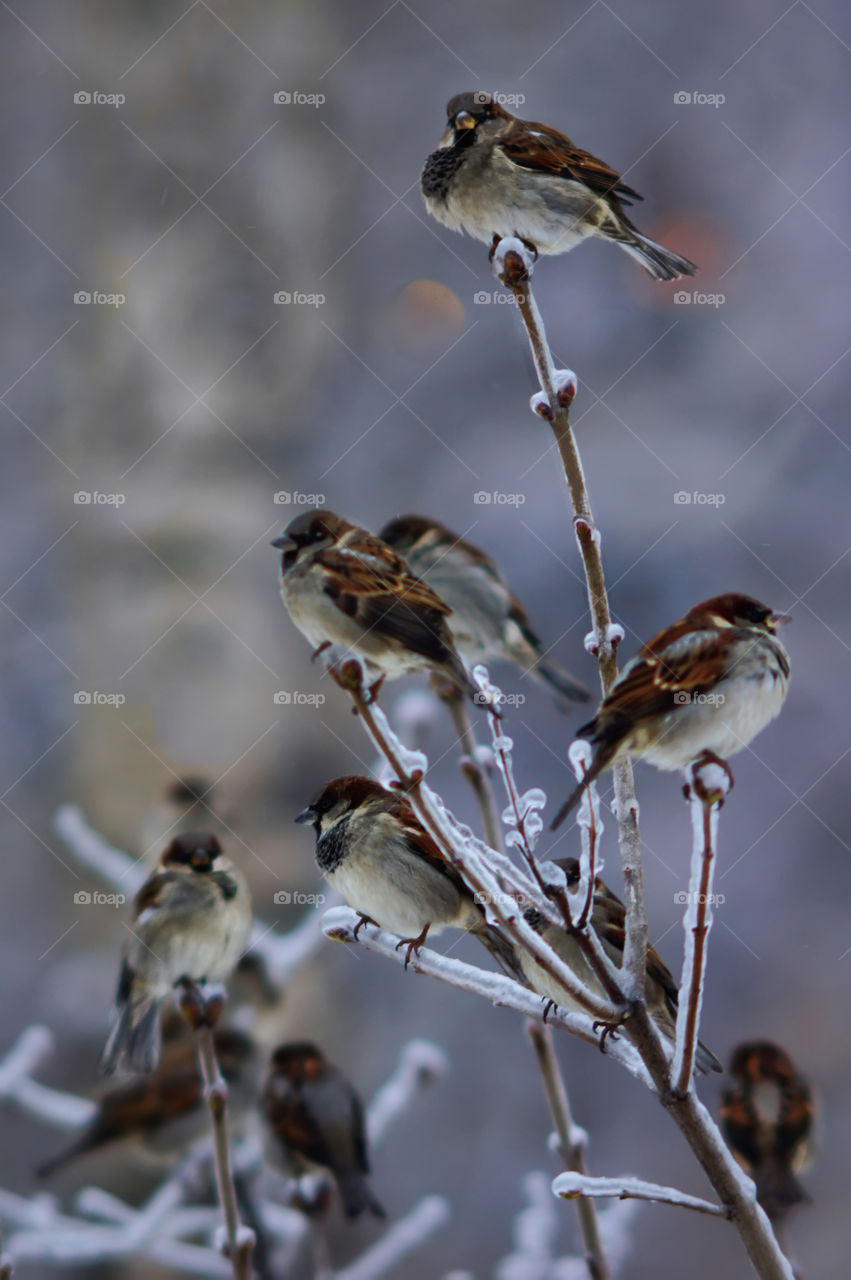 A flock of gray frozen sparrows sat on branches of bushes in anticipation of a feed from passing pedestrians in grey cloudy day