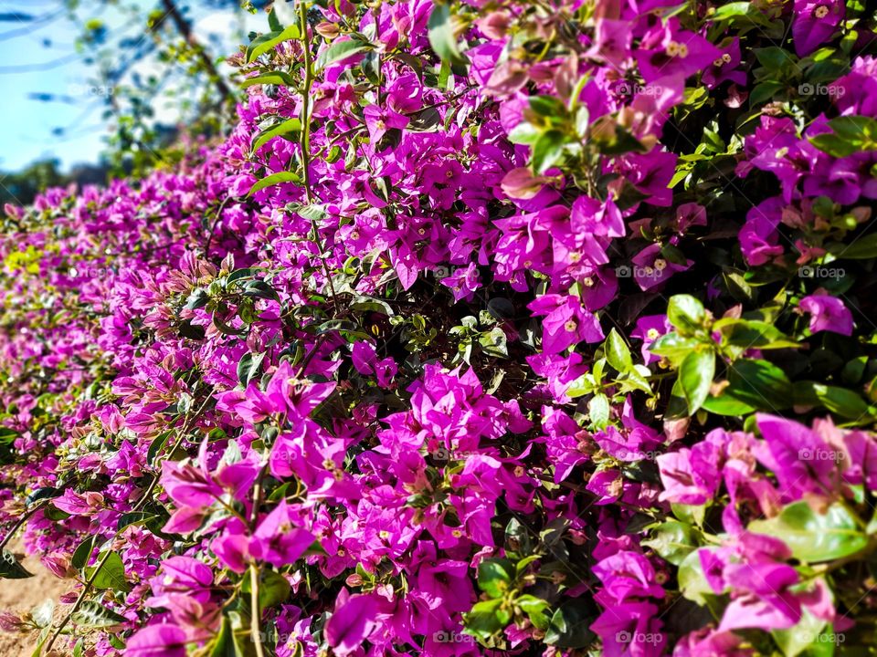 pink flowers