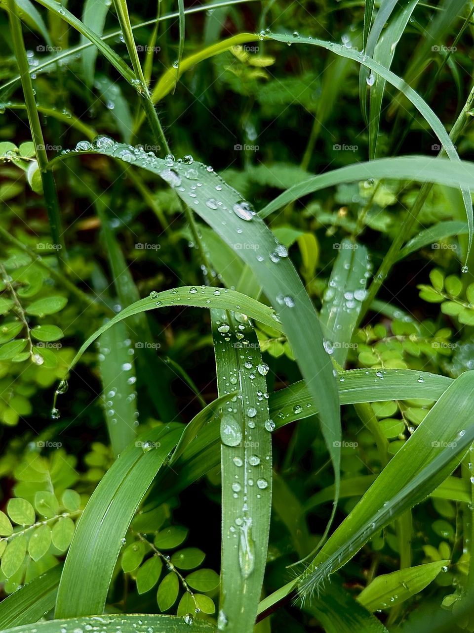 Gota em folha/ drop on leaf