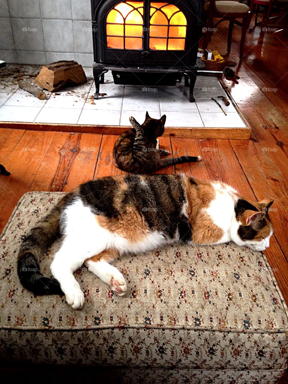 Cozy Cats. Cats relaxing in front of Woodstove