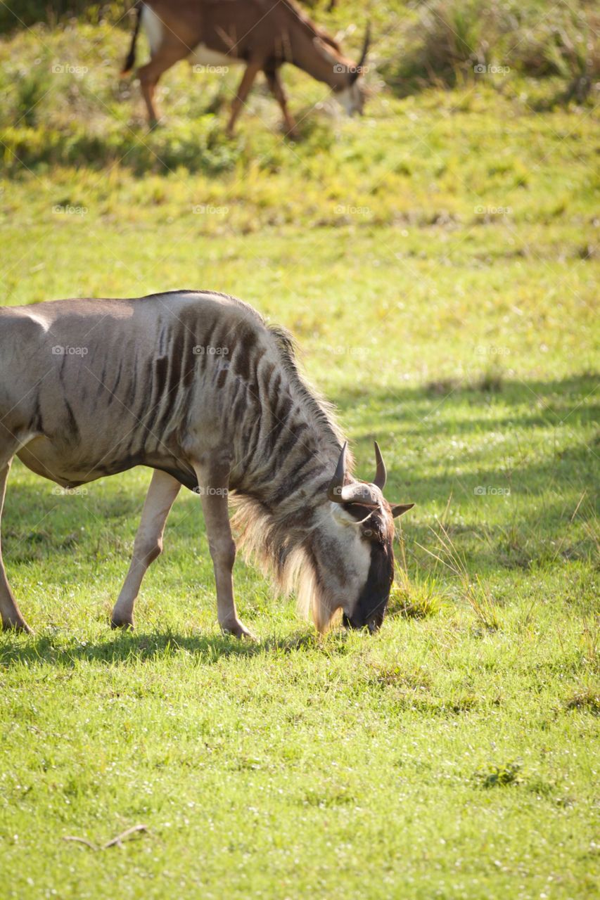 Grazing Wildebeest