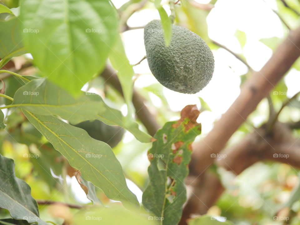 Green Avocado on a tree