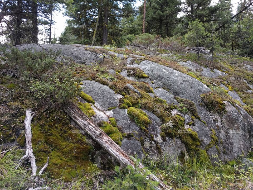 mossy rock