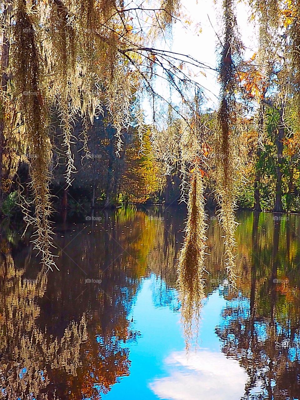 On Pond