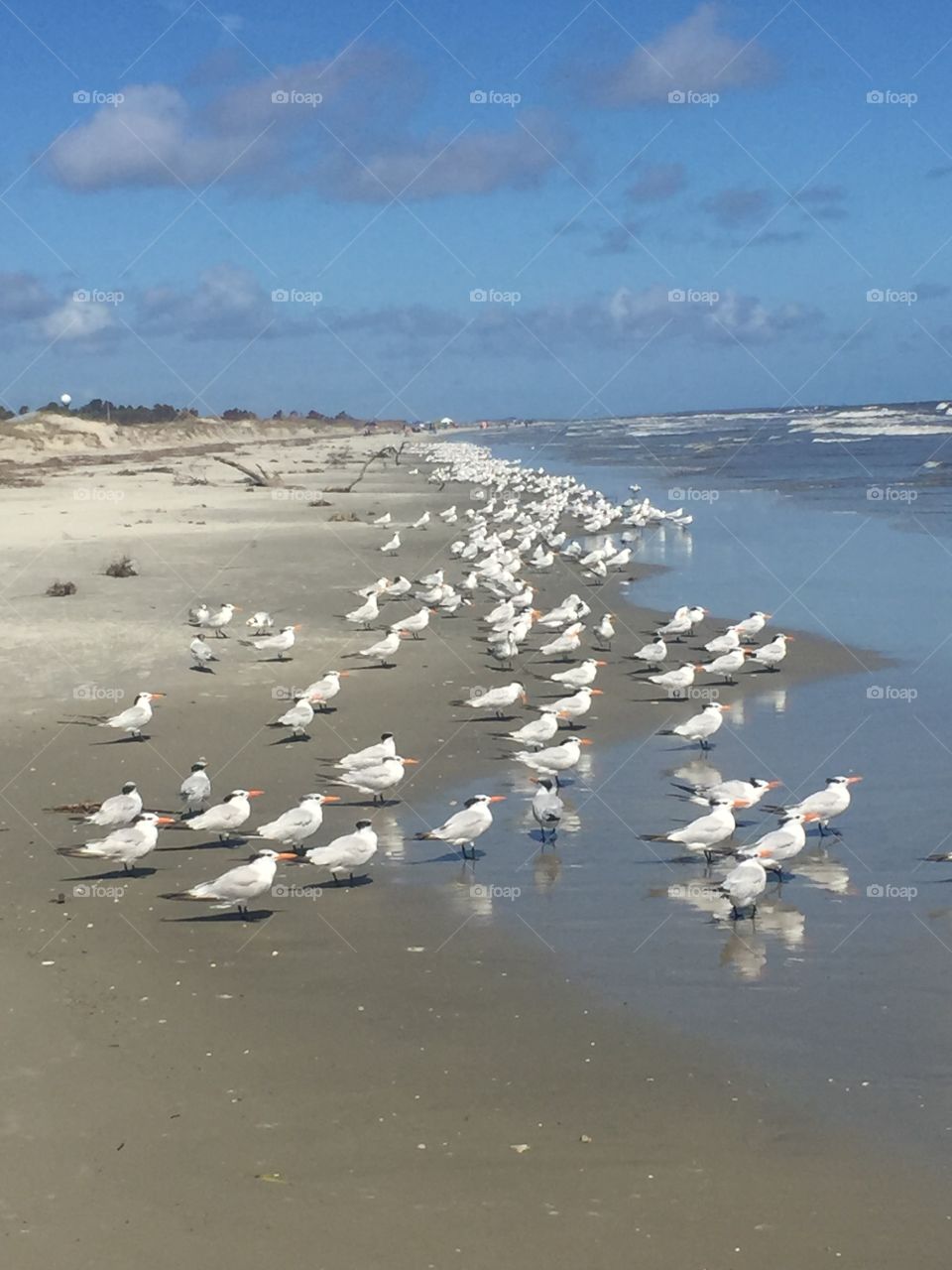 Seagull congregation 