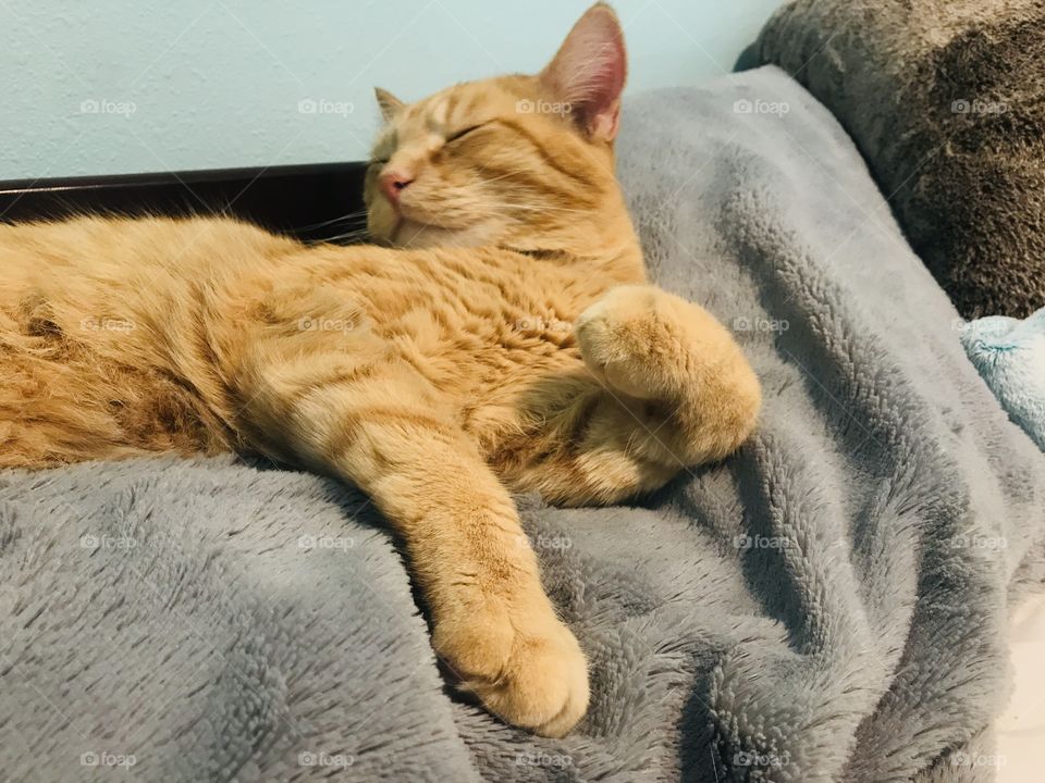 Darling orange tabby kitty cat all cuddled up in cozy blankets on bed! 