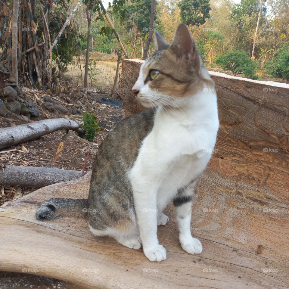 Beautiful cat sitting on a piece of wood