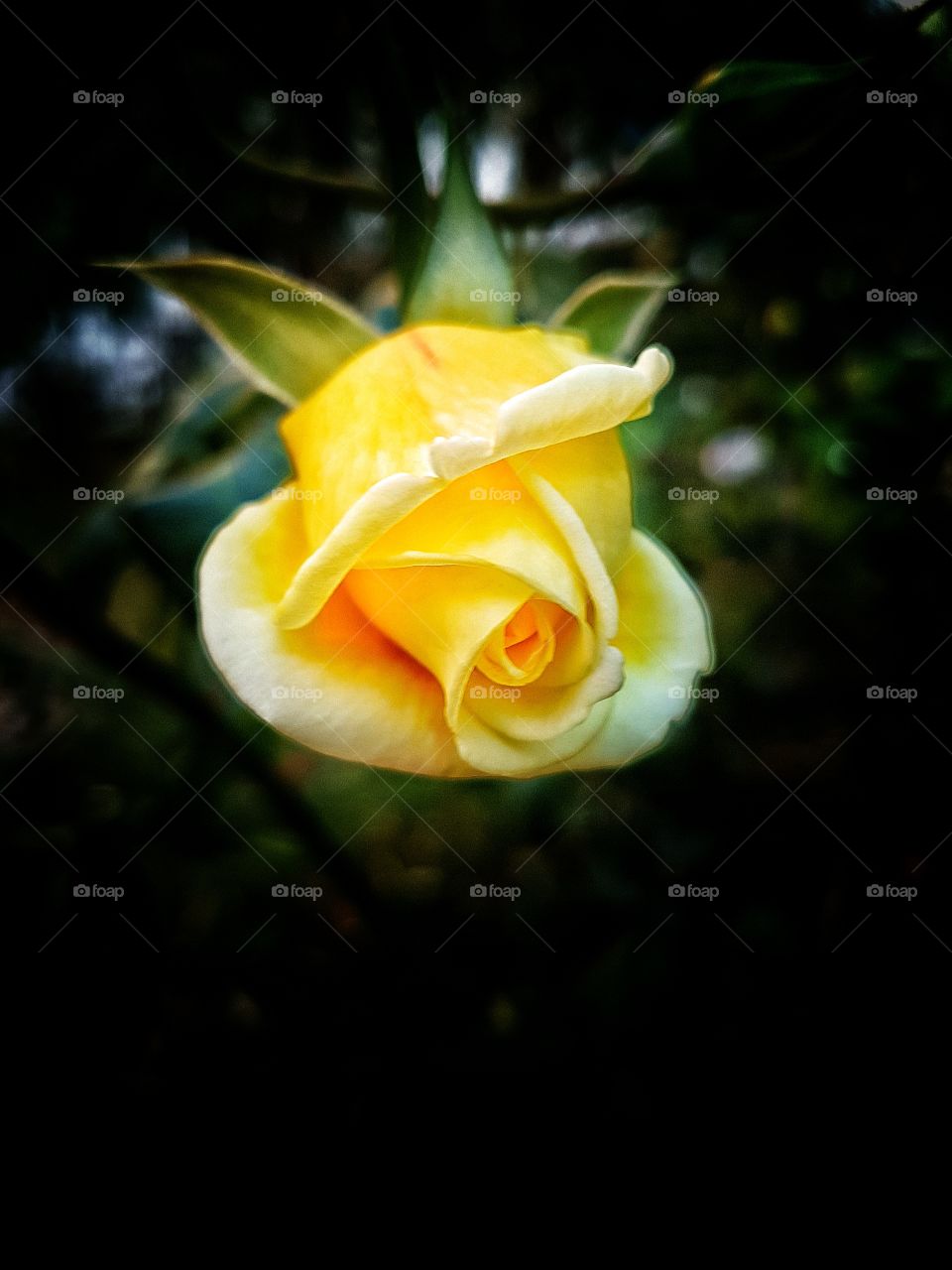 Yellow Rose.