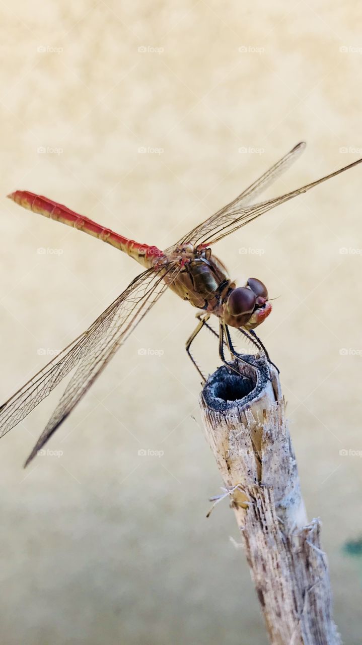 Dragonfly