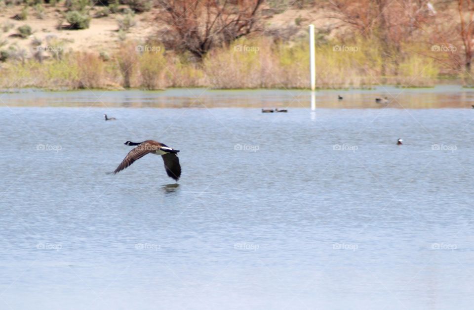 Canadian Goose in Flight