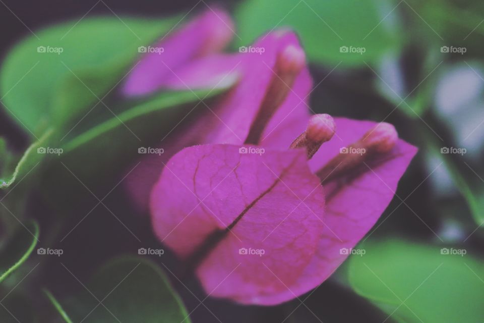 A single purple flower