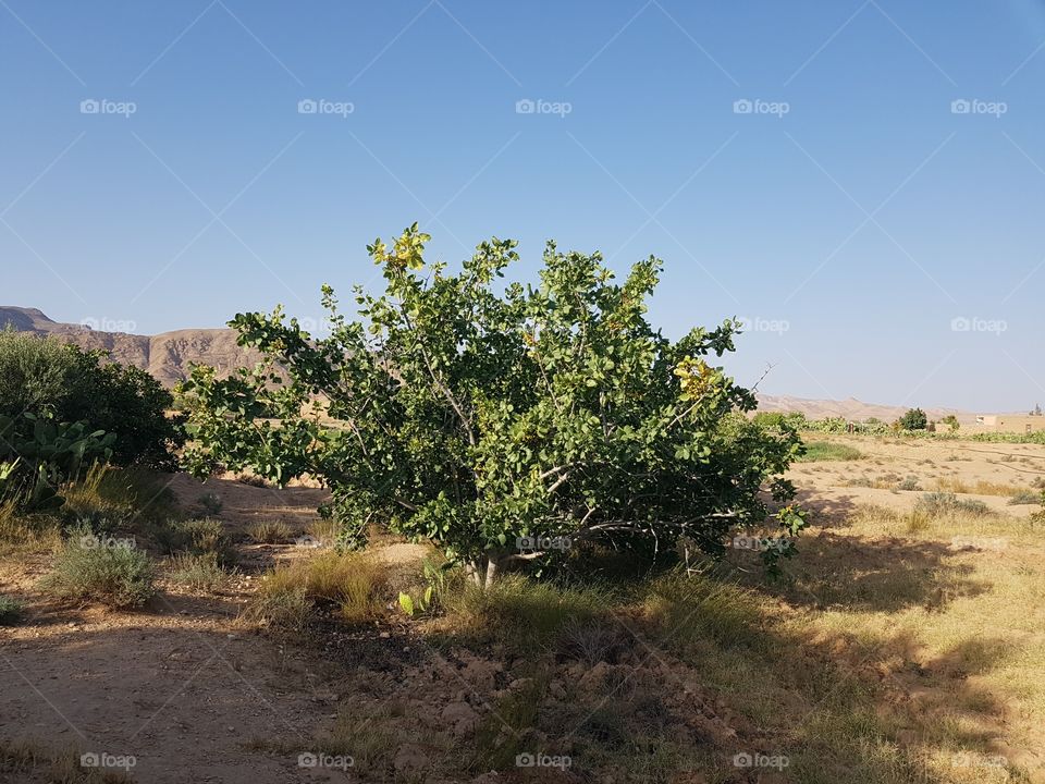 Tunesien Pistazienbaum