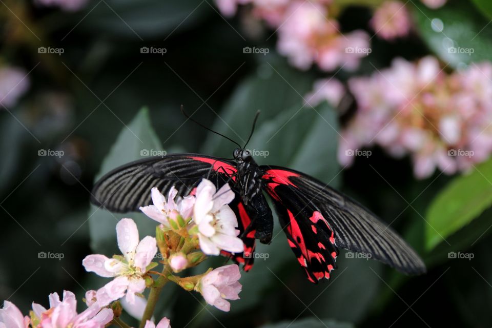 Vivid black and dark pink   red butterfly atop delicate pink blurred background technique 