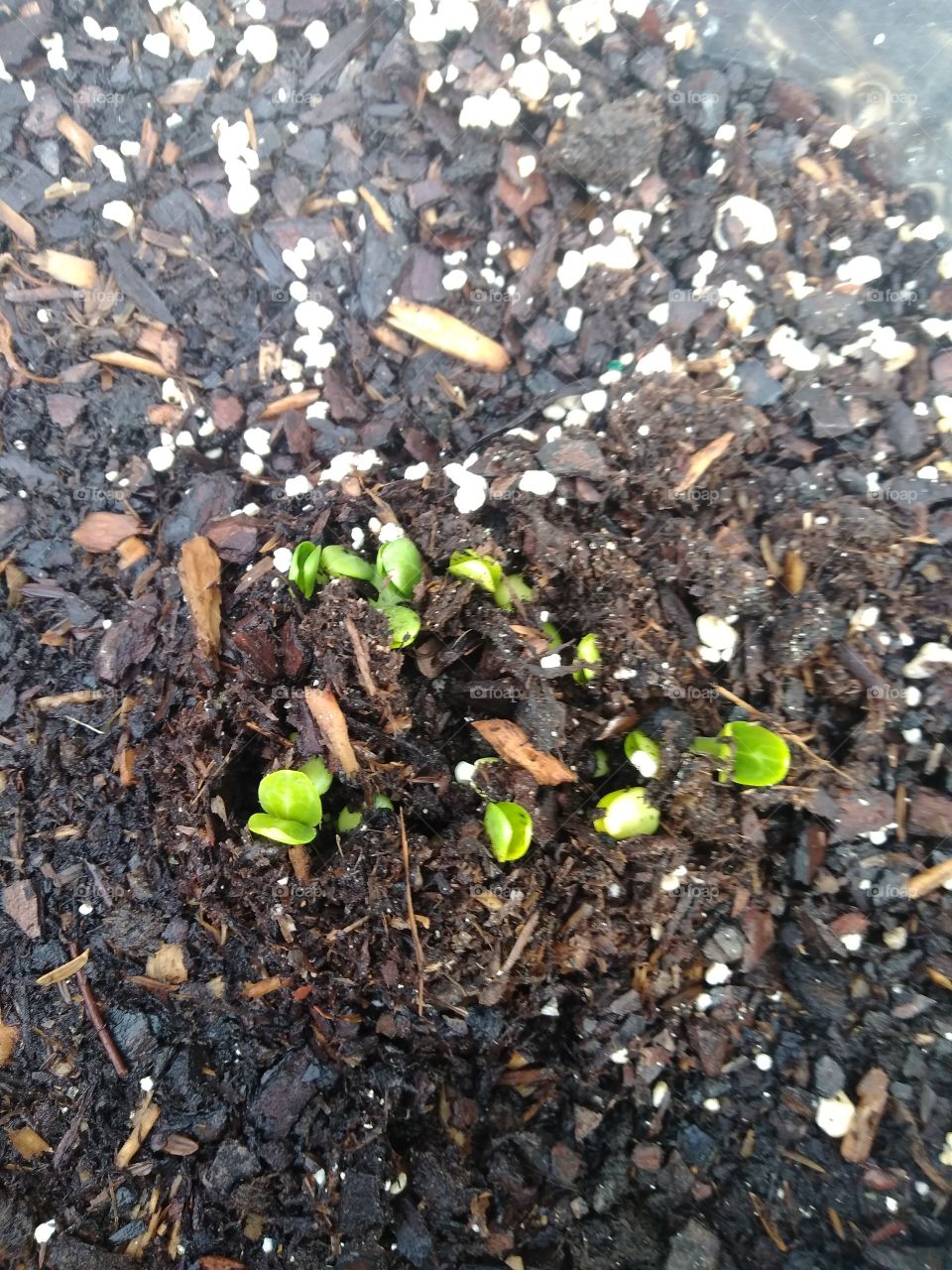 watermelon sprouts