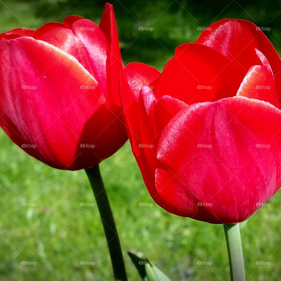 blooming  tulips