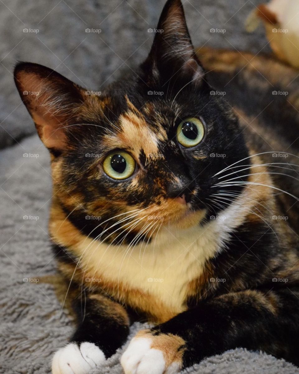 Confused why I told her to get out of the dog bed. 