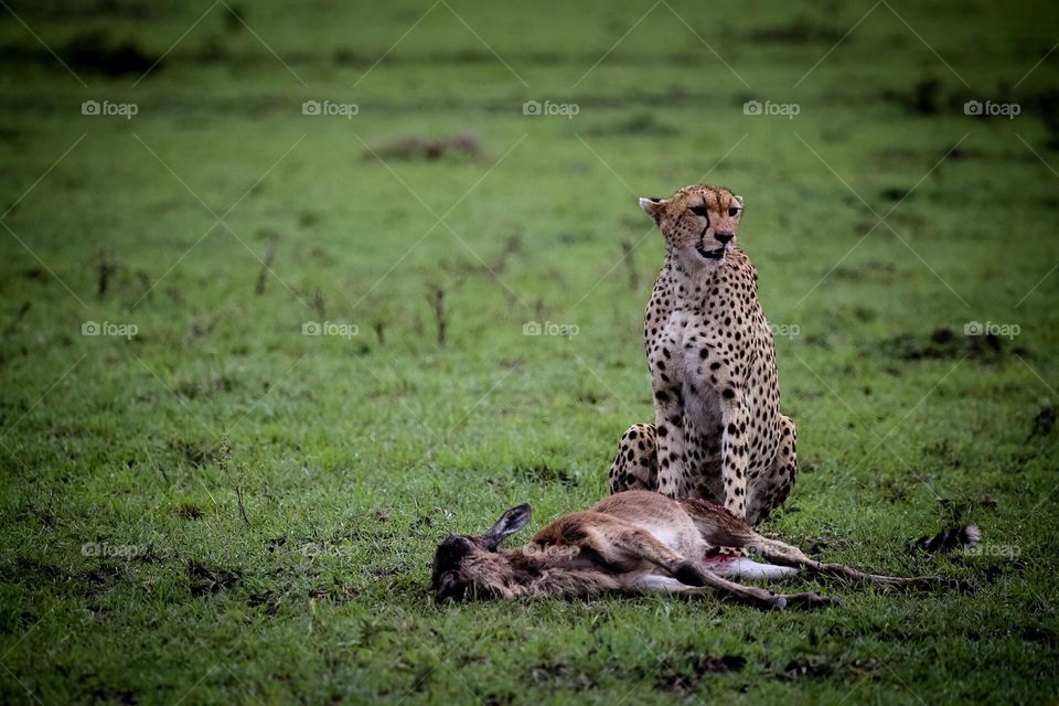 Cheetah’s dinner 