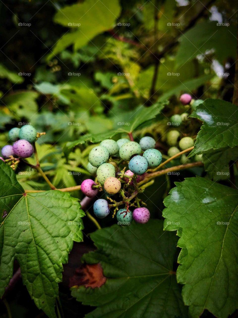 Colorful fruits with green leaves .