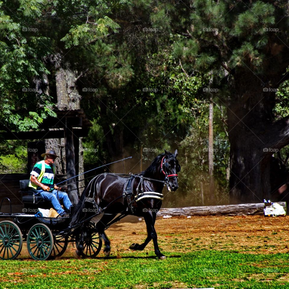 Black Horse and cart