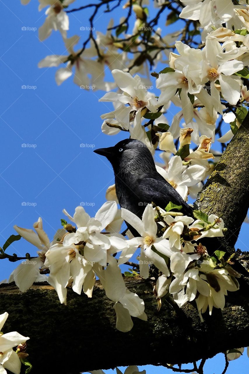 Low angle view of blue eyed crow perched on blossoming white magnolia tree against clear blue sky. 