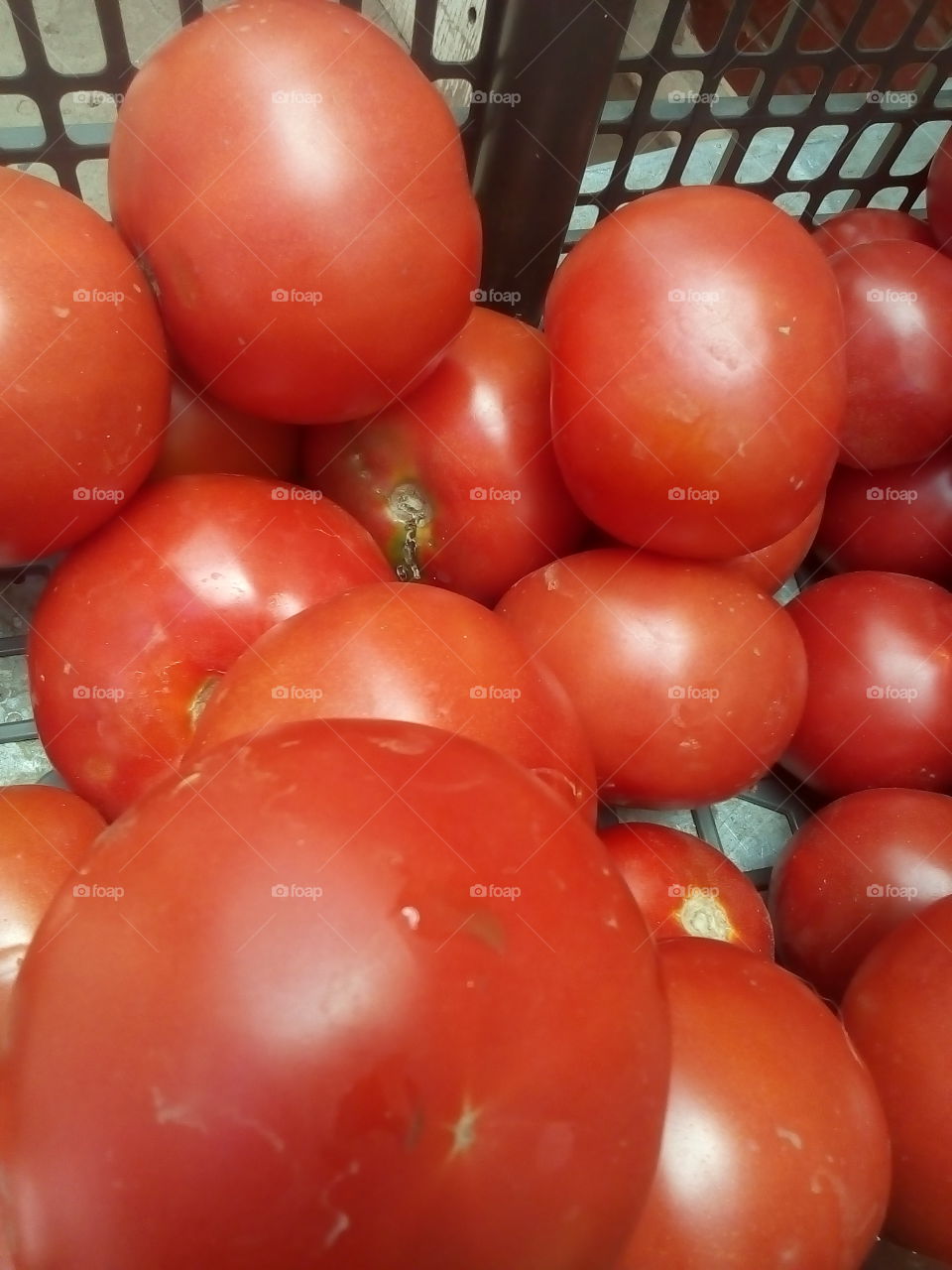 tomate frescos