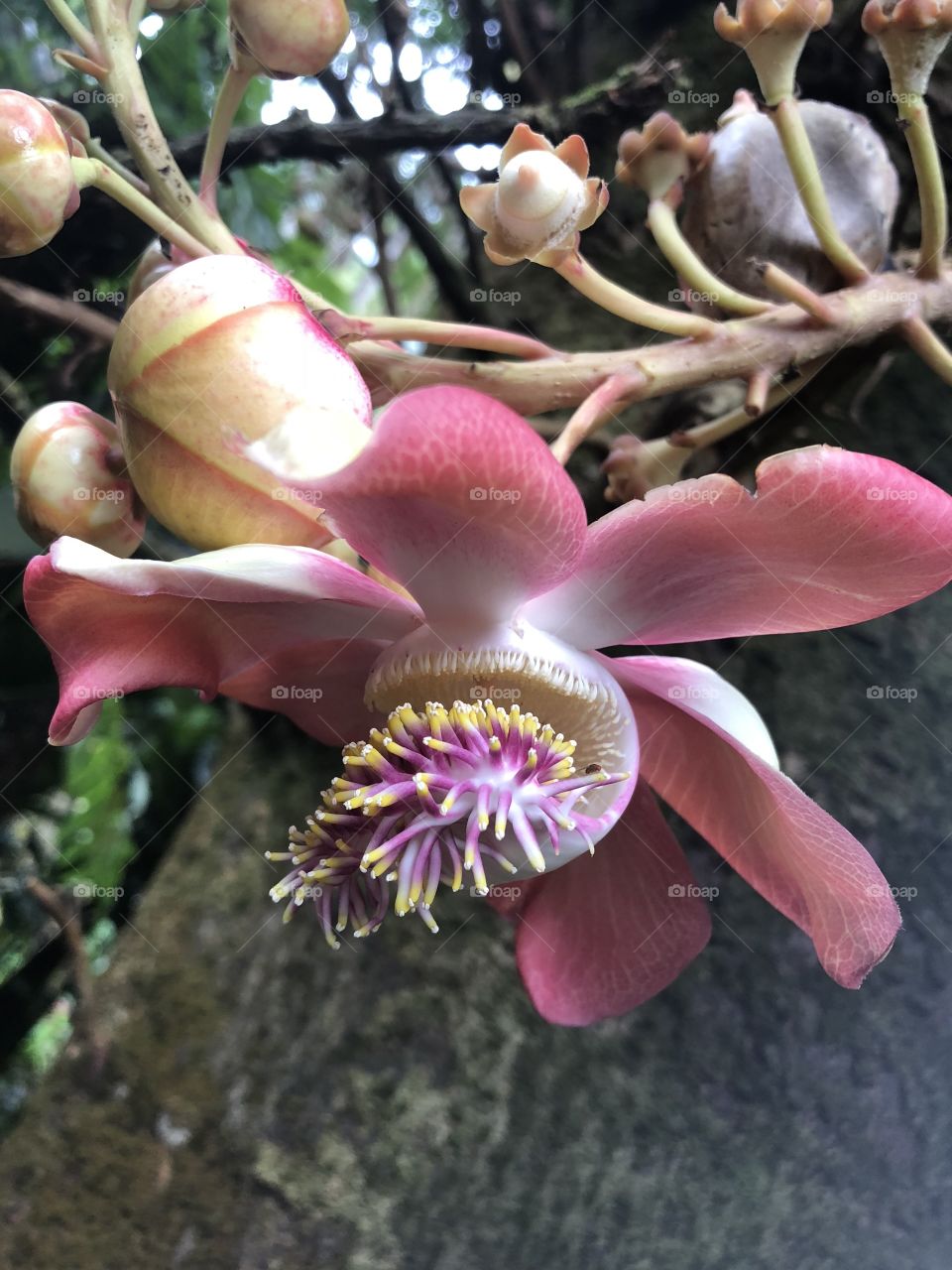 Exotic flower