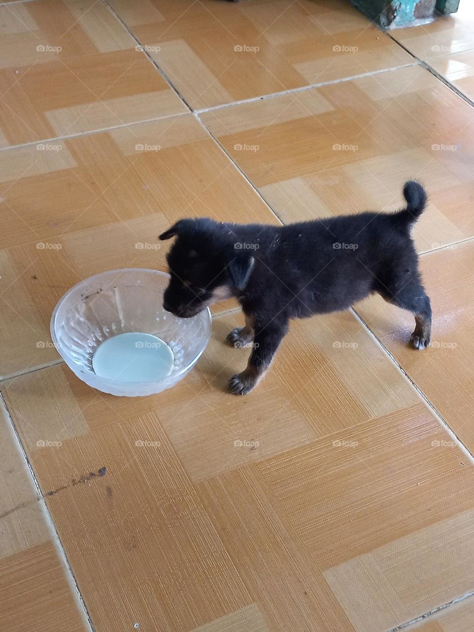 Bé cưng uống sửa.