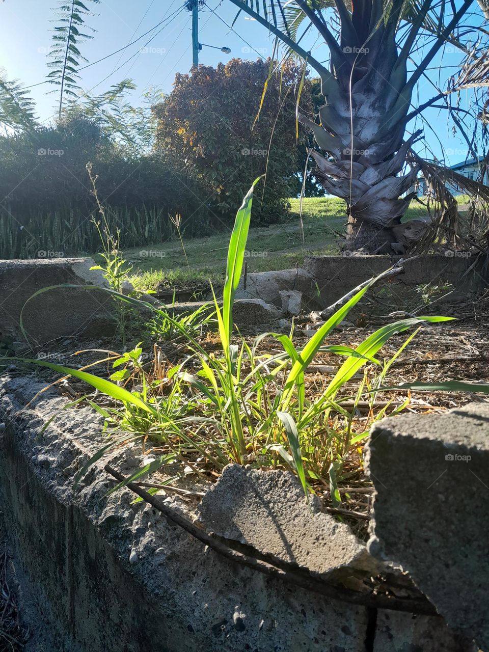 grass breaks through