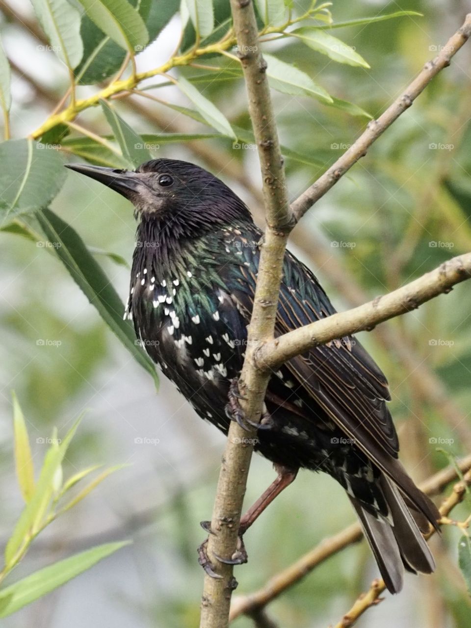 Starling