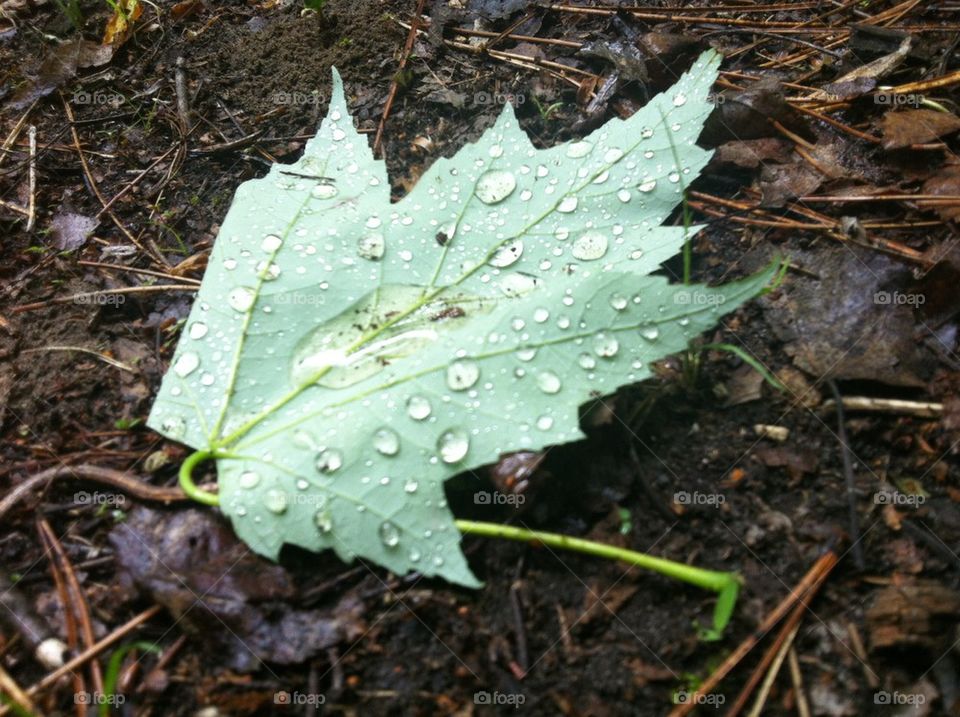 Leaf with rain on leaves
