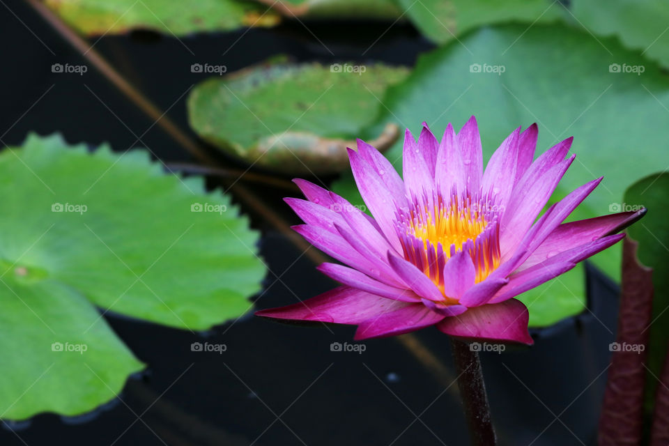 Purple lotus flower on pond. 
