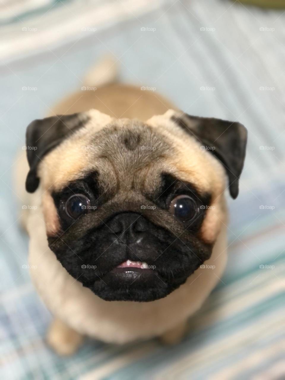 Pug