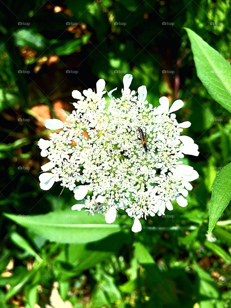 Insects sleeping at the flower