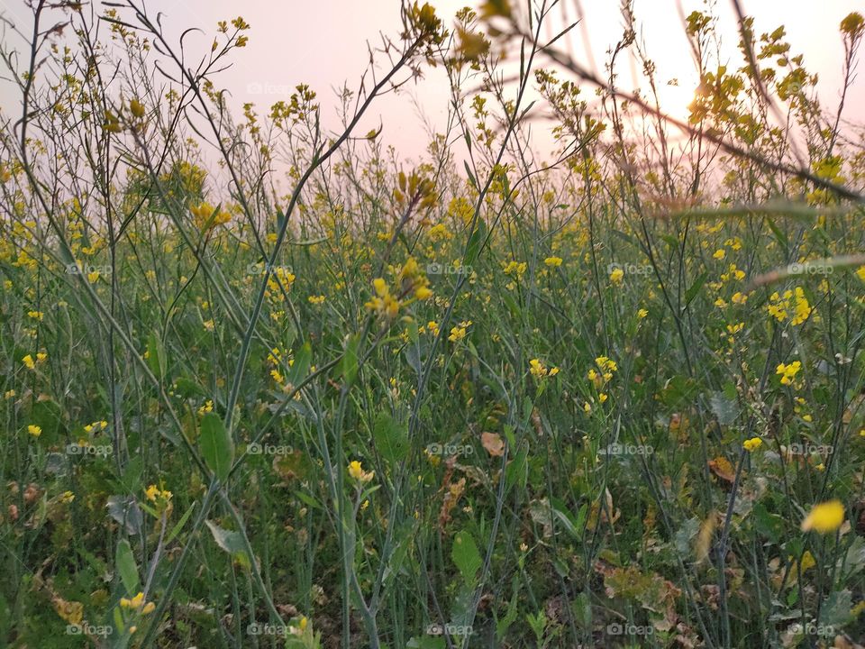 🟡Yellow mustard flowers.