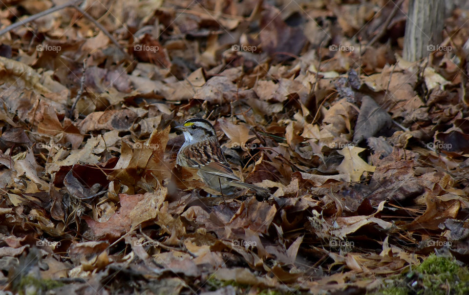 Wren perching on dry leaves