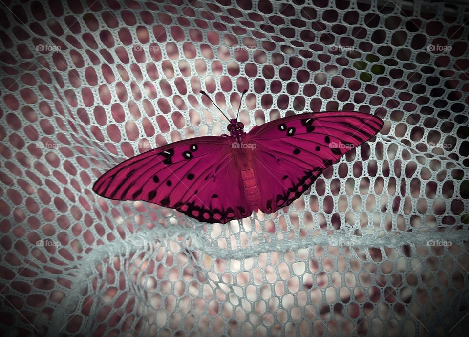 pink butterfly